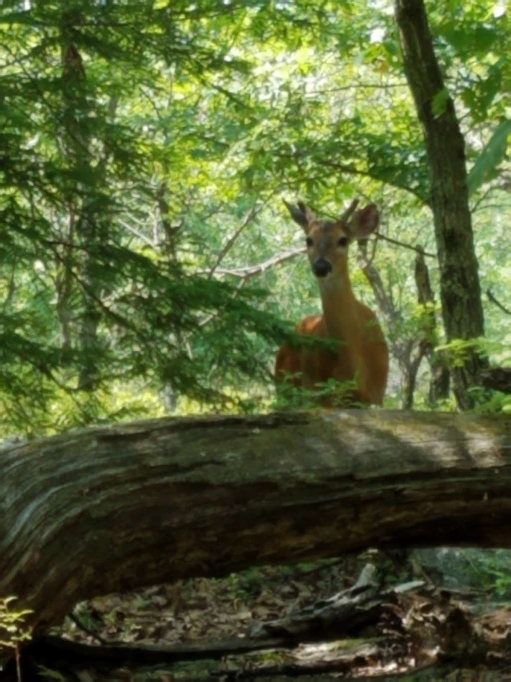 Lake Scranton Walking Trail | Roaring Brook Township, PA 18444, USA | Phone: (800) 565-7292