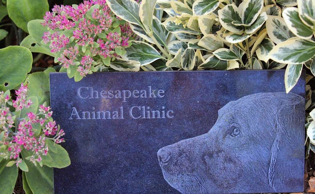 Chesapeake Animal Clinic | 9825 Old Solomons Island Rd, Owings, MD 20736, USA | Phone: (301) 855-5166