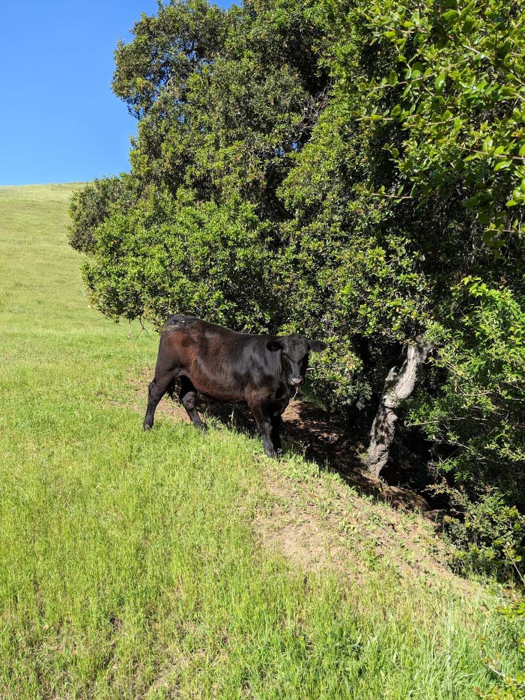 Dry Creek Pioneer Regional Park | 1320 Garin Ave, Union City, CA 94587, USA | Phone: (888) 327-2757