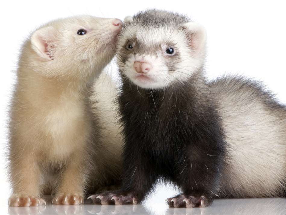 Ferret Cottage | 18 Granville Rd, London E18 1LD, UK