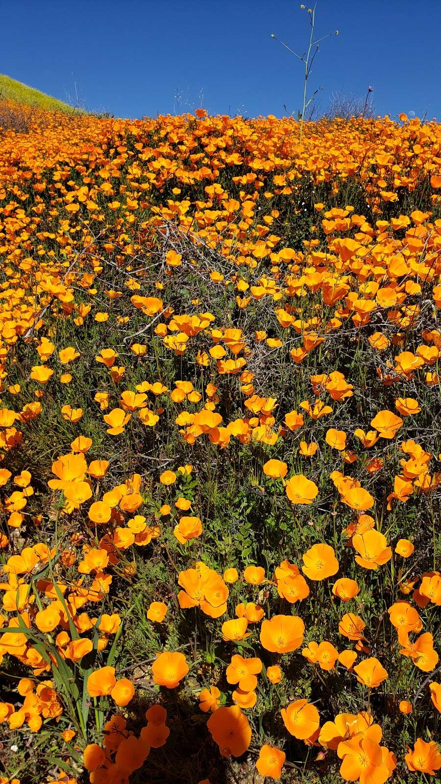 Wildflower Viewing Area | I-15, Lake Elsinore, CA 92532, United States