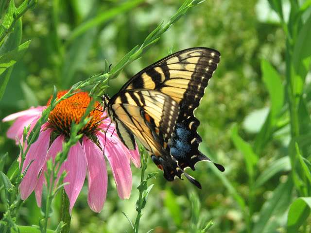 Natural Communities Native Plant and Native Seed Nursery | 812 N Washington Ave, Batavia, IL 60510, USA | Phone: (331) 248-1016