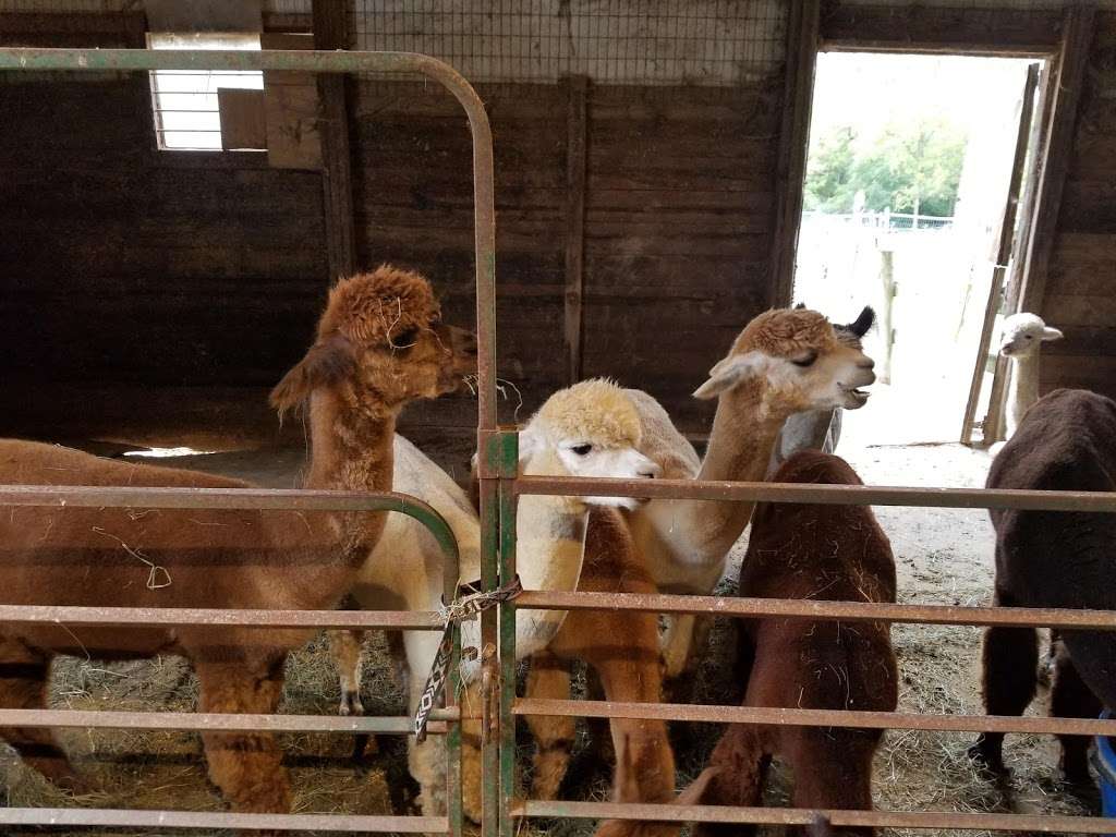 SafeHouse Farm Alpacas & Ye Olde Alpaca Shoppe | 25550 W Cuba Rd, Barrington, IL 60010, USA | Phone: (847) 209-5513