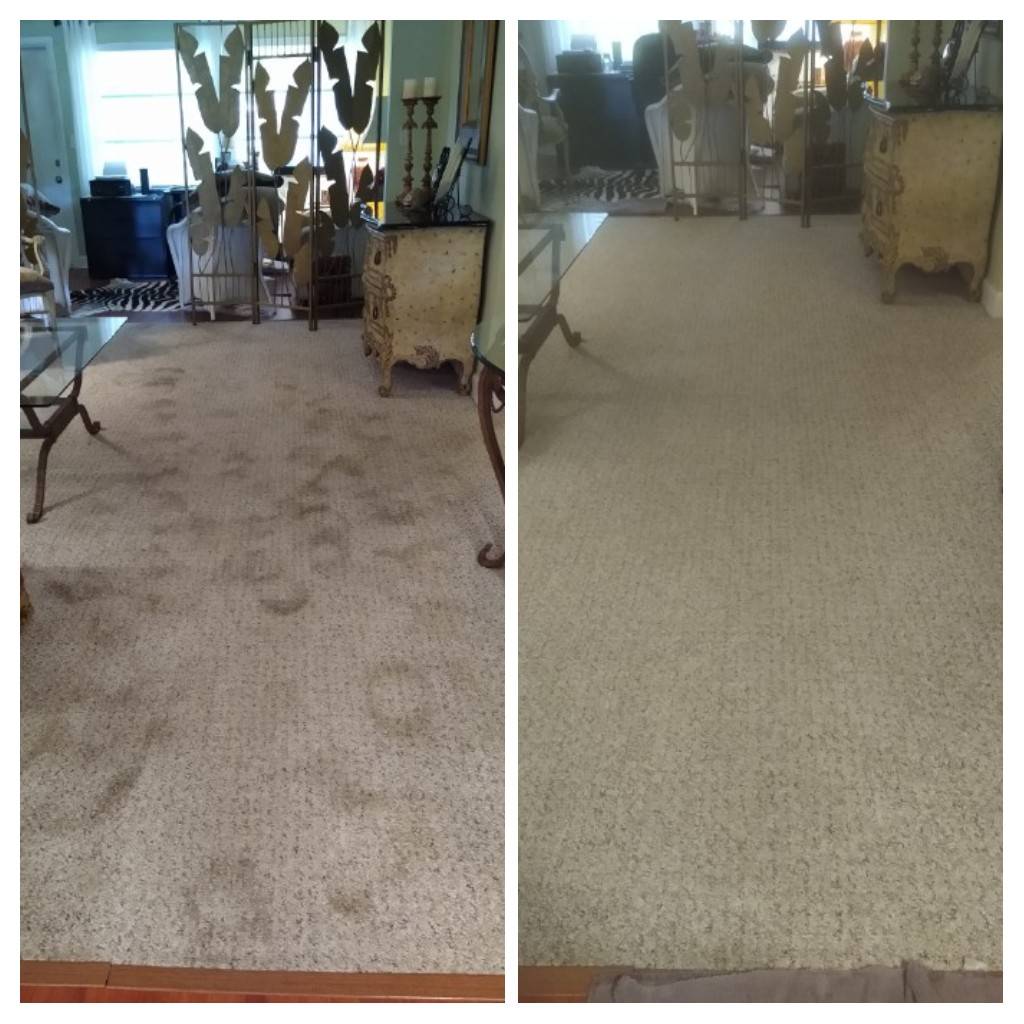 World Class Services Inc.Carpet Cleaners, Upholstery Cleaners, T | 8304 Beasley Rd, Tampa, FL 33615, USA | Phone: (813) 886-1815