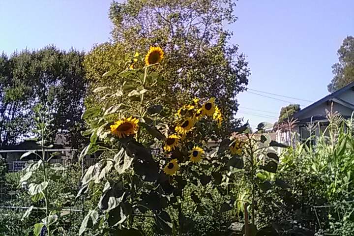 Bay Eagle Community GARDEN | Eagle Ave & Bay St, Alameda, CA 94501, USA