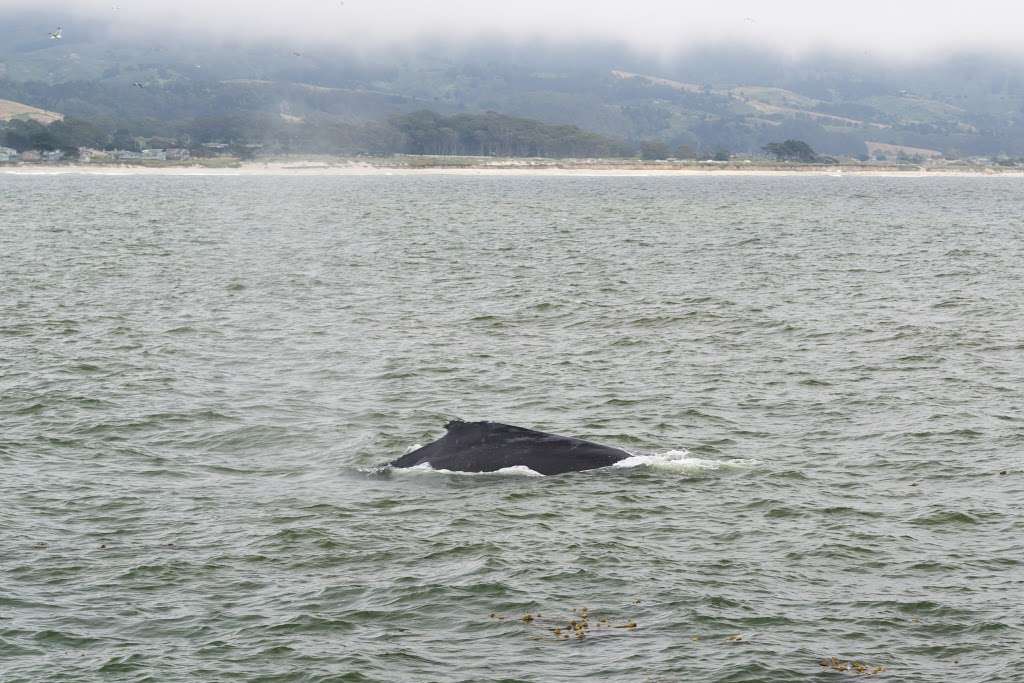 Mirada Surf Beach | Mirada Rd & Magellan Ave, Half Moon Bay, CA 94019