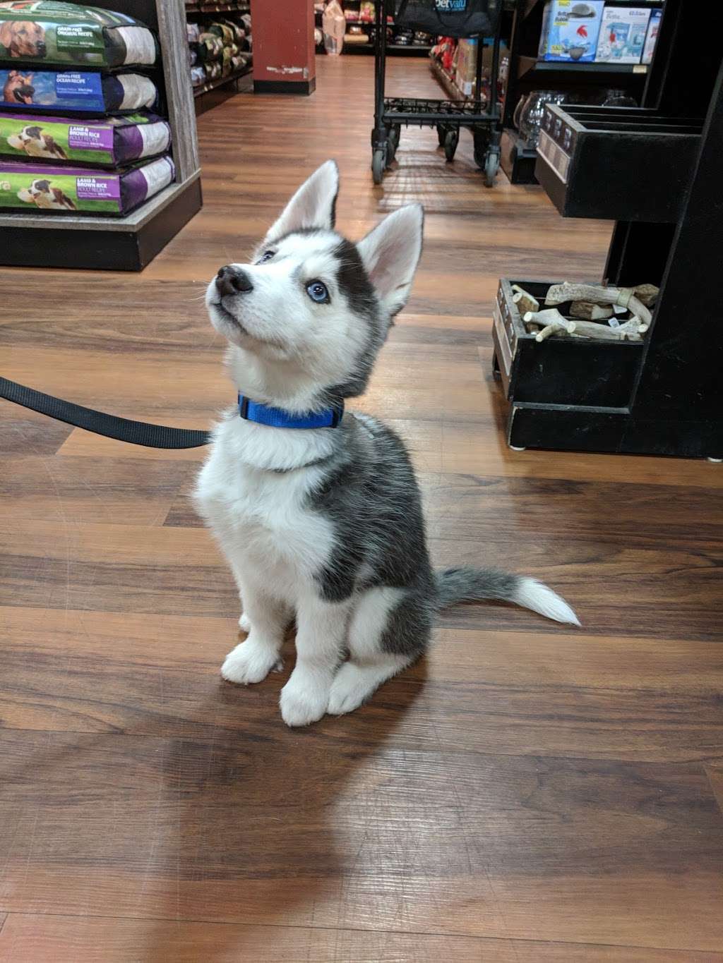 Pet Valu | 37 Monroe Turnpike, Trumbull, CT 06611, USA | Phone: (203) 590-3200