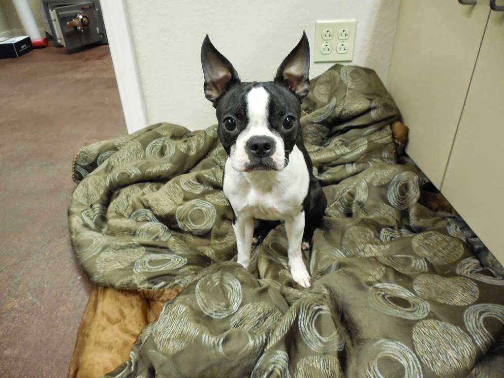 Loving Care Pet Hospital | 13333 Hwy 6, Santa Fe, TX 77510, USA | Phone: (409) 925-4600