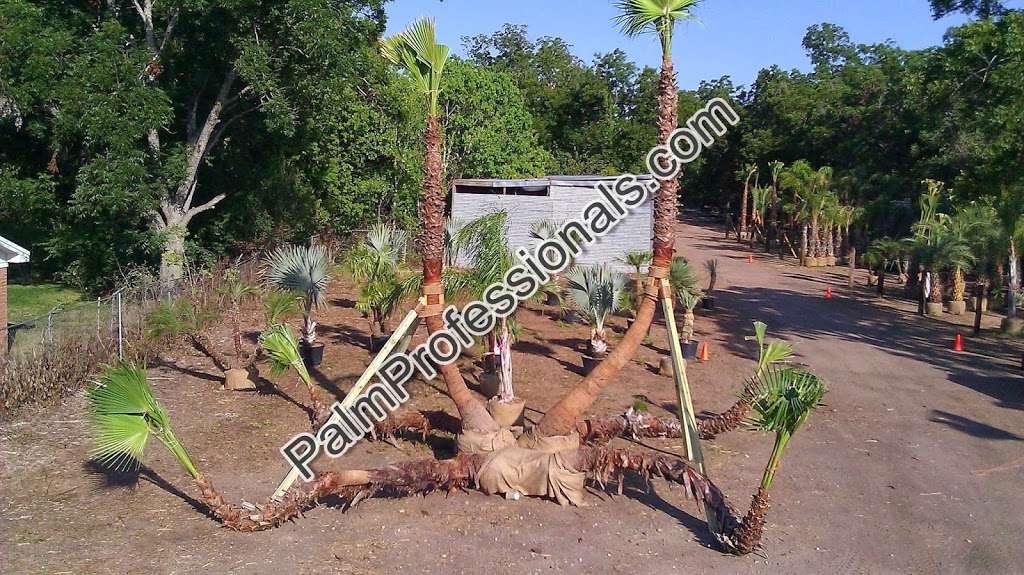 Palm Professionals Tropical Nursery | 20113 Southwest Fwy, Sugar Land, TX 77479, USA | Phone: (713) 621-7256