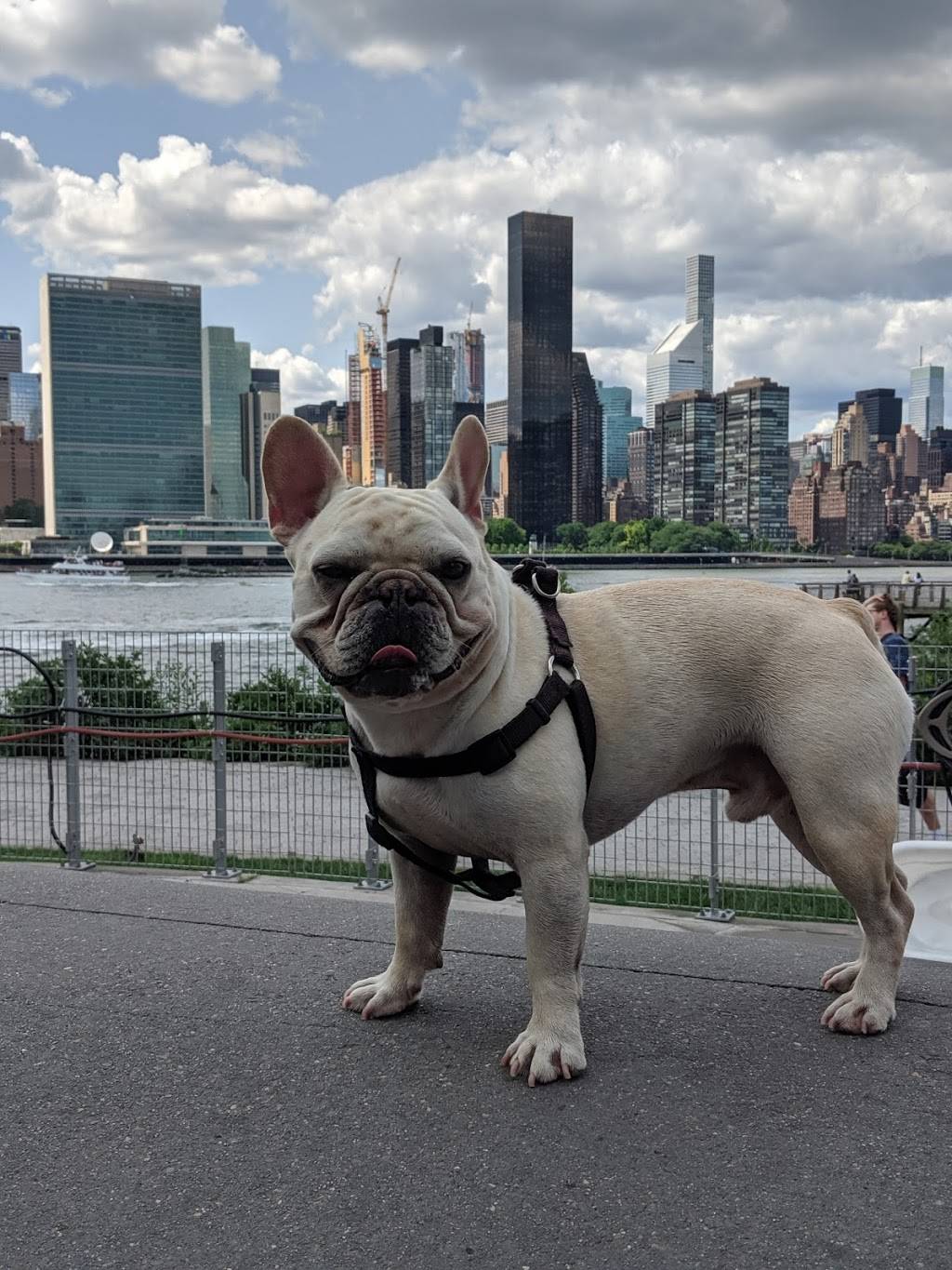 Hunters Point South Dog Run | Hunters Point South Park Center Blvd. &, 51st Ave, Long Island City, NY 11101, USA | Phone: (212) 639-9675