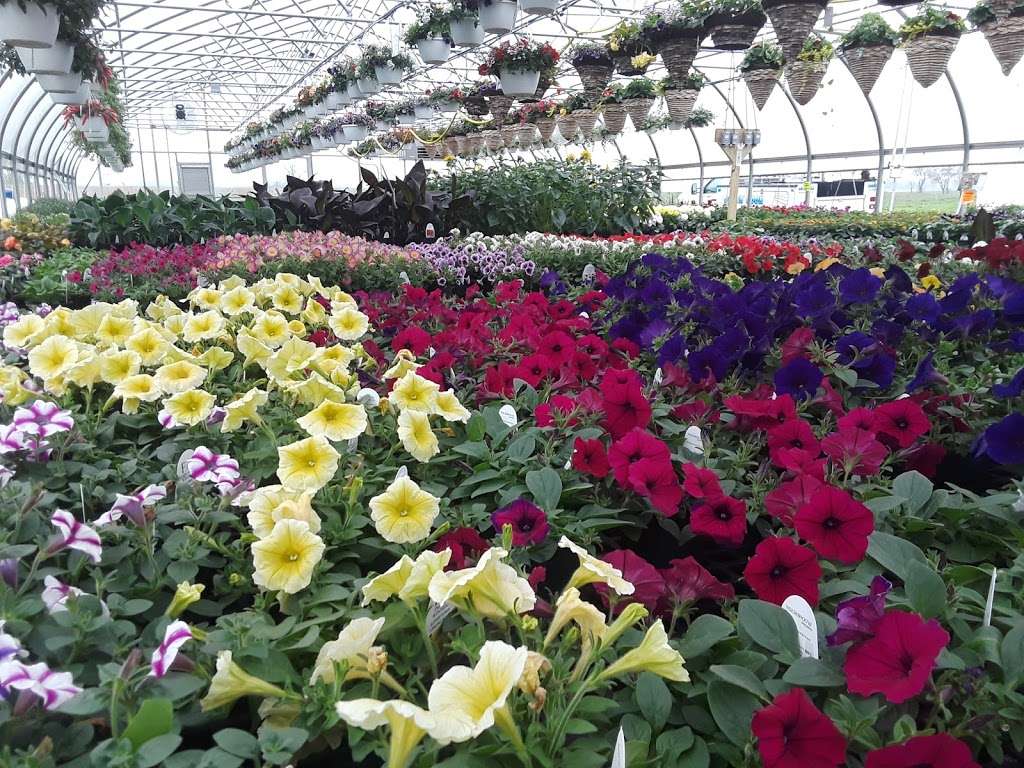 The Country Flower Greenhouse | 712 Shirksville Rd, Jonestown, PA 17038, USA | Phone: (717) 875-7220