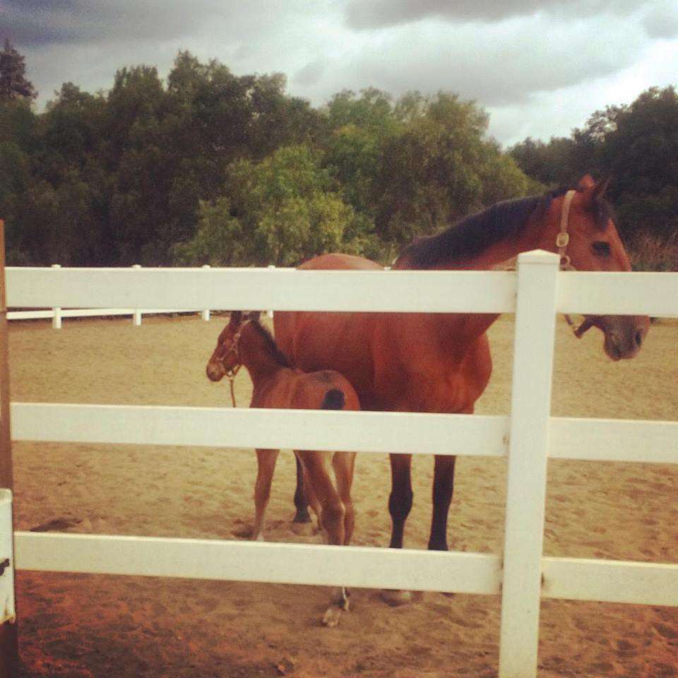 Carol Shuttleworth, Realtor California Equestrian Properties | 2267 Country Creek Rd, San Marcos, CA 92069, USA | Phone: (760) 522-2267
