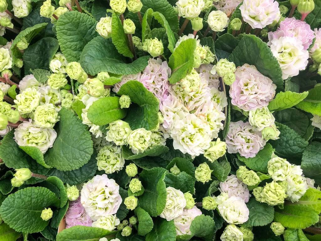 Bates Nursery and Garden Center | 3810 Whites Creek Pike, Nashville, TN 37207, USA | Phone: (615) 876-1014