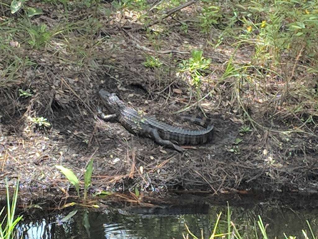 Seminole Ranch Conservation Trailhead | 301 Hatbill Rd, Mims, FL 32754, USA | Phone: (386) 329-4404