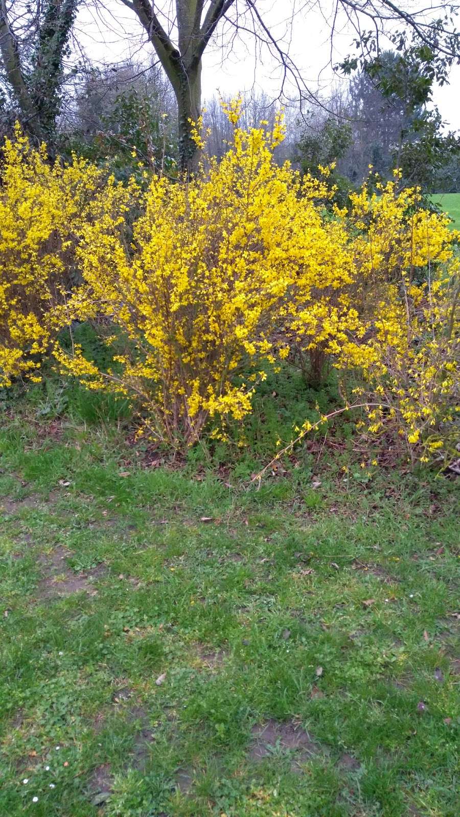 Worcester Park | 11 Dawes Cl, Dartford, Greenhithe DA9 9RA, UK