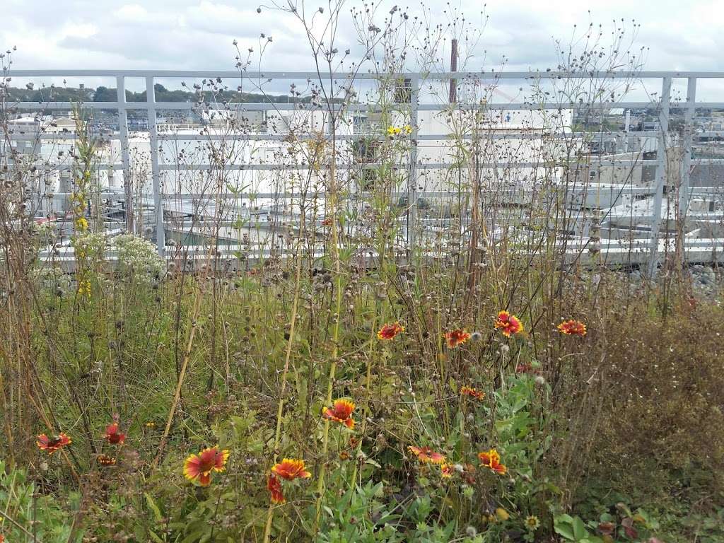 Kingsland Wildflowers Green Roof & Community Engagement Center | 520 Kingsland Ave, Brooklyn, NY 11222, USA