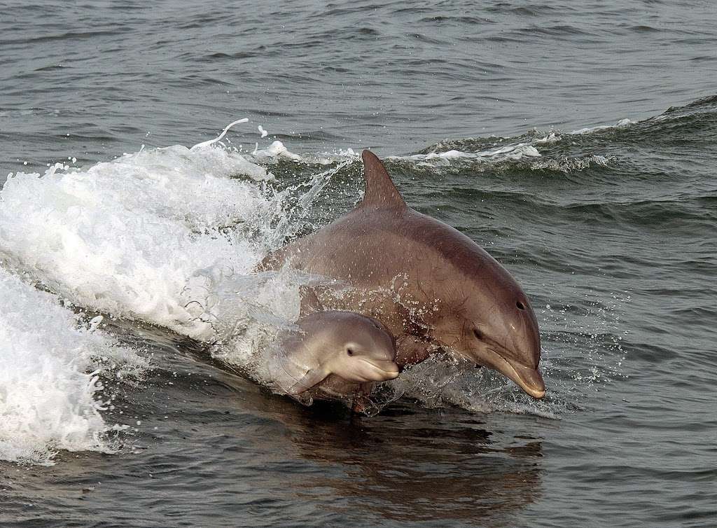 Thunder Cat Dolphin Watch & Speedboat Tours | 1001 Ocean Dr, Wildwood Crest, NJ 08260, USA | Phone: (609) 523-2628