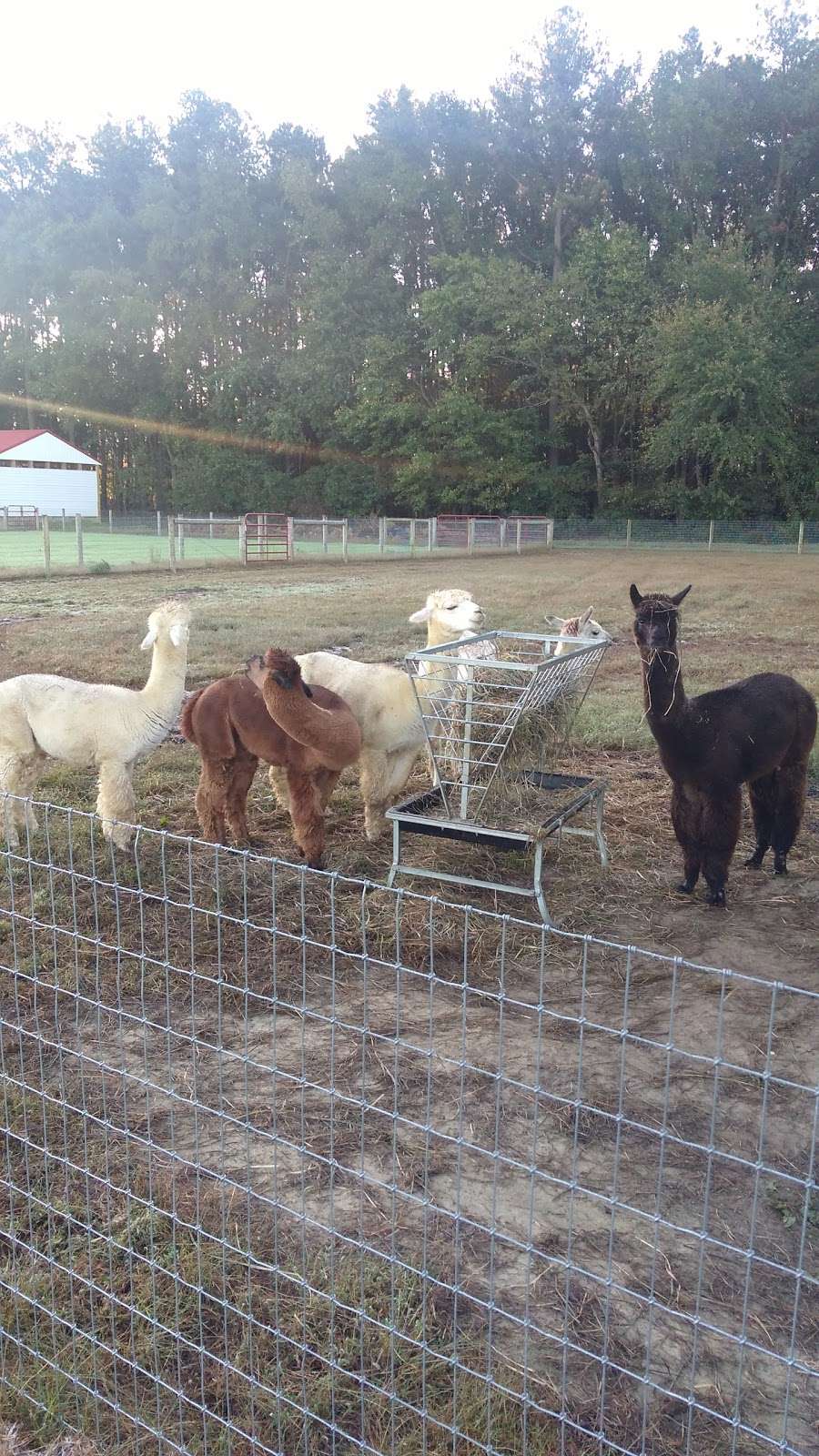 TaCaCo Alpacas | 28494 Fire Tower Rd, Laurel, DE 19956, USA | Phone: (302) 236-7950