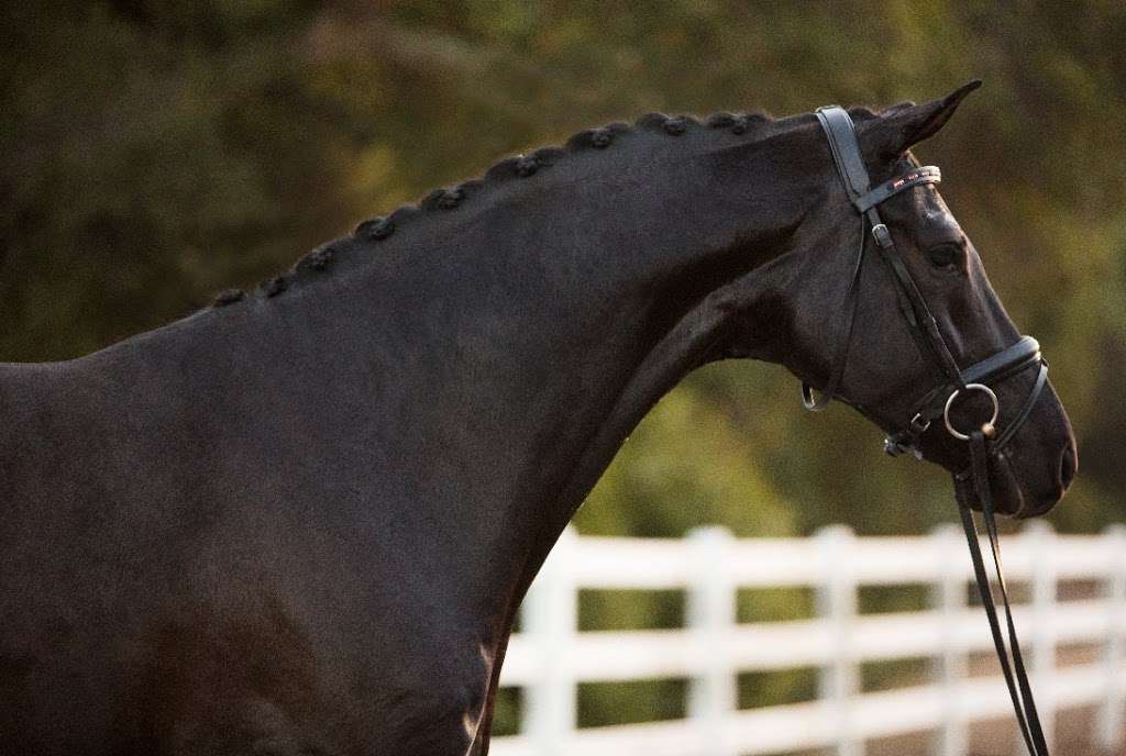 Euro-Quest Farms Center For Dressage | 5900 Old School Rd, Danville, CA 94588, USA | Phone: (510) 755-9700