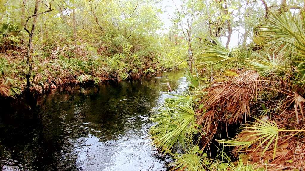 Creek Bluffs Loop Trail, Tiger Creek Preserve | 8373-8399 Wakeford Rd, Lake Wales, FL 33898, USA | Phone: (863) 635-7506