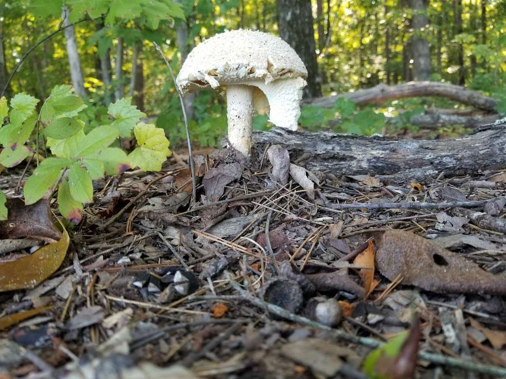 Blair Mill Park | 5192-, 5276 Stevens Mill Rd, Matthews, NC 28104, USA