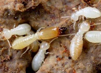 Abalene Termite and Pest Control | 127 US-206 #21, Hamilton Township, NJ 08610, USA | Phone: (609) 585-0054