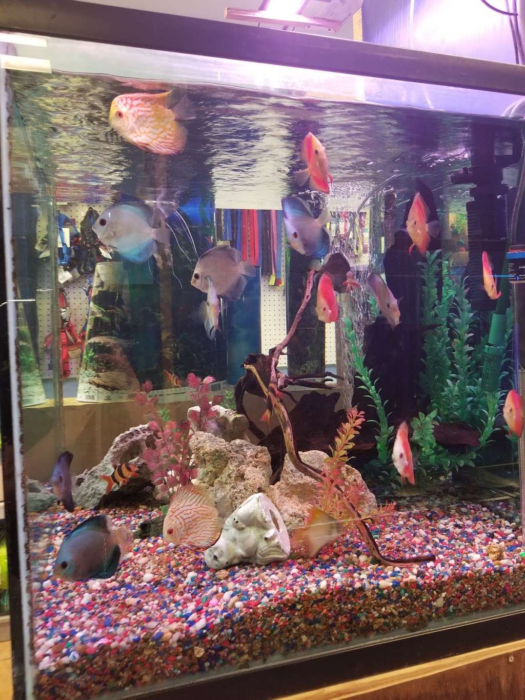 Fondren Fish & Pets | 11192 Fondren Rd, Houston, TX 77096, USA | Phone: (713) 778-0779