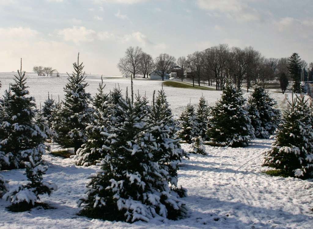 Hunts Christmas Tree Farm | 465 Stehman Church Rd, Millersville, PA 17551, USA | Phone: (717) 330-8102