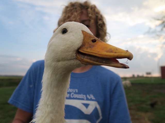 Davids Pasture, LLC | 696 NE State Hwy CC, Concordia, MO 64020, USA | Phone: (816) 633-2411