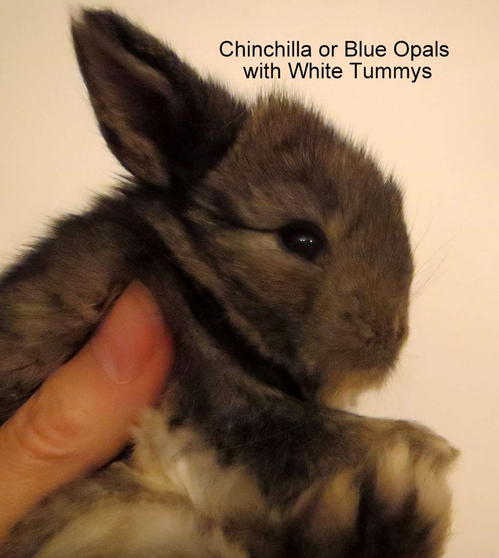 Sweet Dream Tiny Lop Rabbitry | 826 Green Valley Rd, Jackson, NJ 08527 | Phone: (732) 806-7370