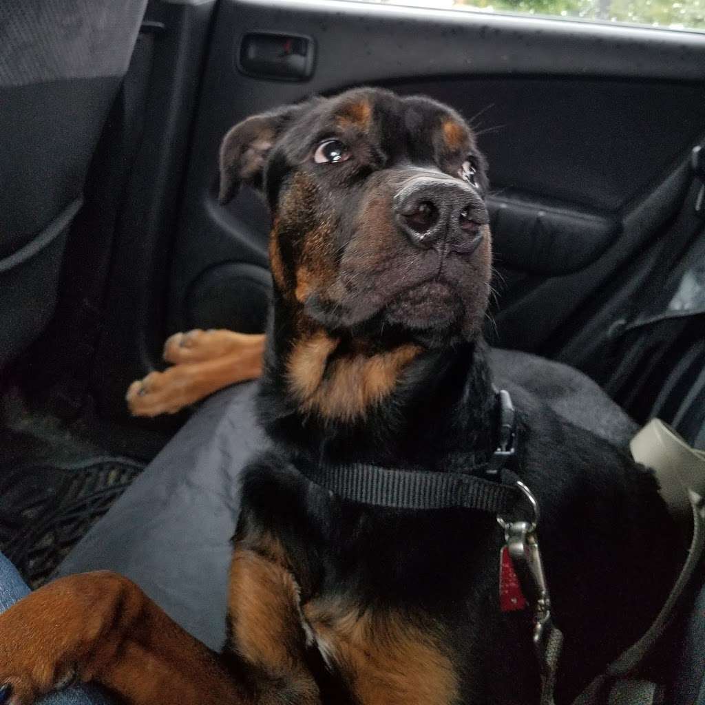 Atglen Veterinary Hospital: Clark Karen DVM | 150 Pine Creek Dr, Christiana, PA 17509, USA | Phone: (610) 593-6132 Atglen Veterinary Hospital: Clark Karen DVM | 150 Pine Creek Dr, Christiana, PA 17509, USA | Phone: (610) 593-6132