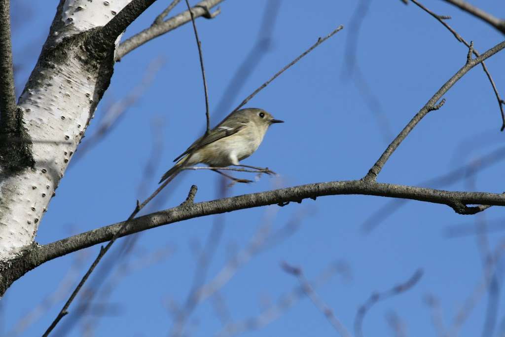 Basha Kill Wildlife Refuge | S Rd, Wurtsboro, NY 12790, USA