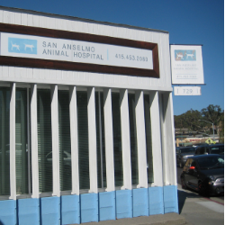 San Anselmo Animal Hospital | 729 Sir Francis Drake Blvd, San Anselmo, CA 94960, USA | Phone: (415) 453-2080