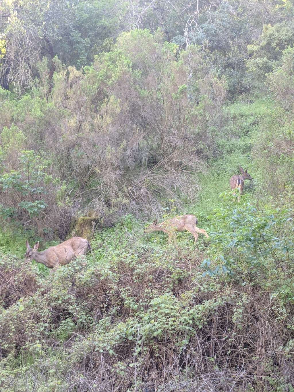Rhus Ridge Trailhead | Rhus Ridge Trail, Los Altos Hills, CA 94022, USA Rhus Ridge Trailhead | Rhus Ridge Trail, Los Altos Hills, CA 94022, USA