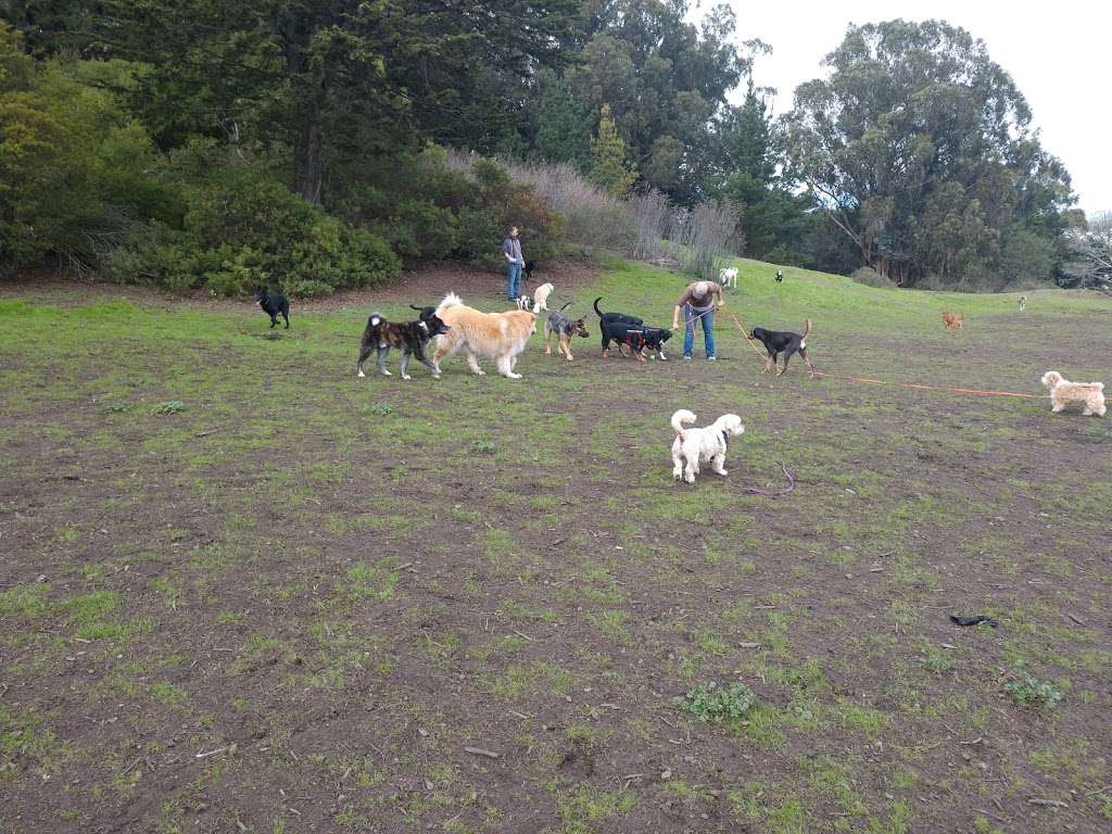 Field of Dogs | McLaren Park, San Francisco, CA 94134