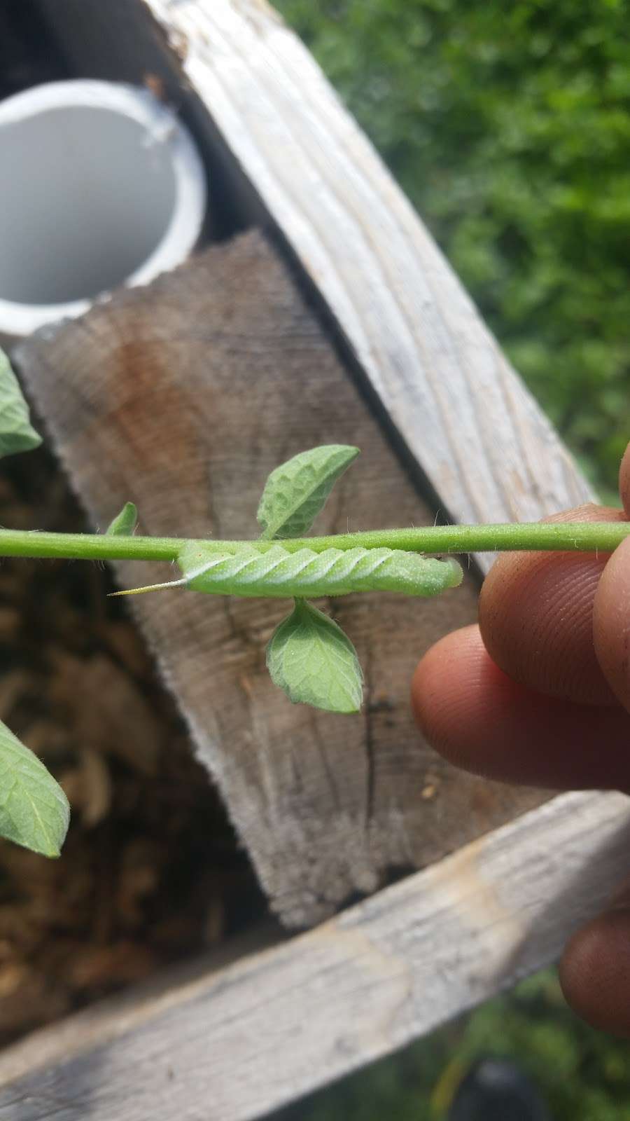 Urban Intertribal Center Garden | 1329-1387 Record Crossing Rd, Dallas, TX 75235, USA