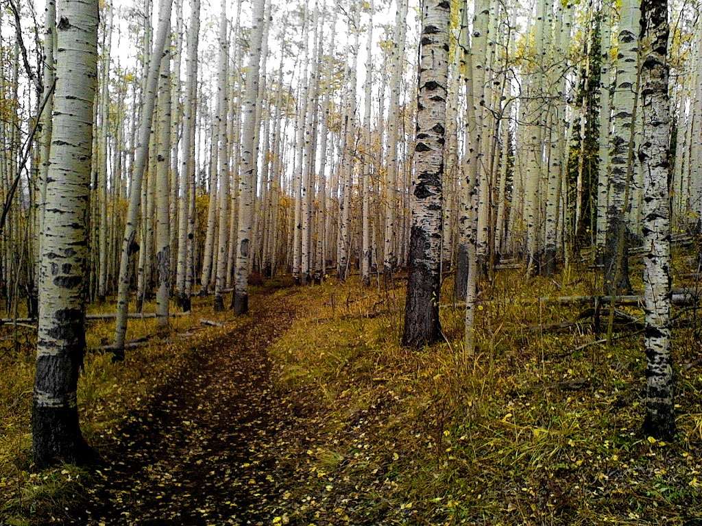 Colorado Trail Section #5 Trailhead | Colorado Trail, Jefferson, CO 80456, USA