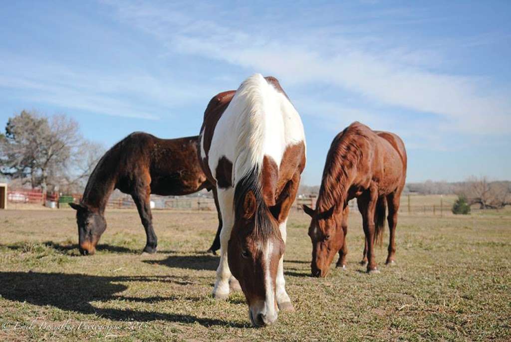 Colorado Therapeutic Riding Center | 11968 Mineral Rd, Longmont, CO 80504 | Phone: (303) 652-9131