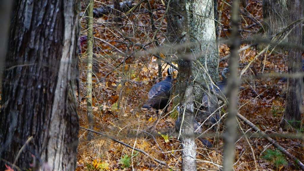 Carding Mill Pond | 102 Dutton Rd, Sudbury, MA 01776, USA