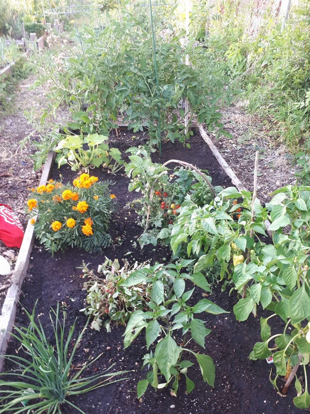 Hello Howard Community Garden | 7519 N Ashland Ave, Chicago, IL 60626, USA