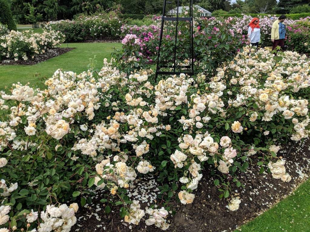 Rose Garden | 3EF, Syon Vista, Richmond TW9 3EG, UK