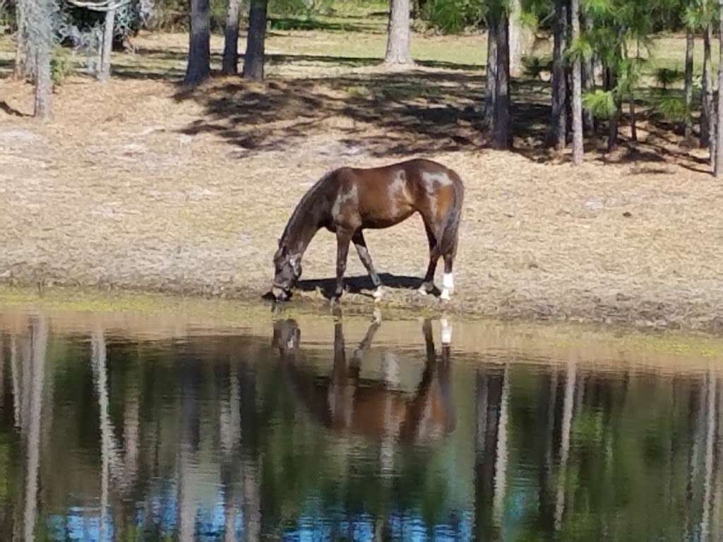 Proven Equine | 54410 Buckhorn Rd, Astor, FL 32102, USA | Phone: (352) 630-3373