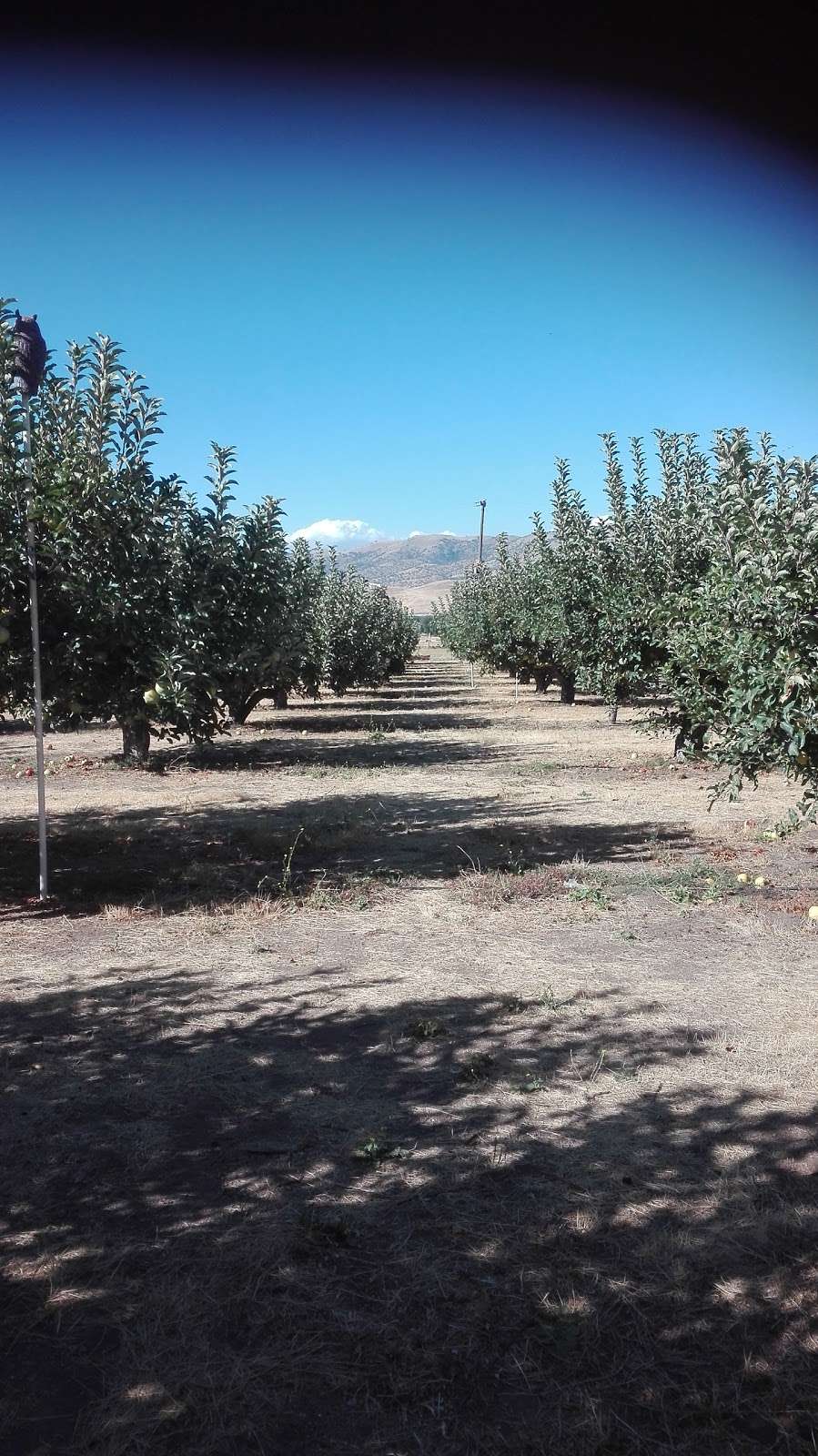 Kolesars Orchard | 717 Highline Rd, Tehachapi, CA 93561, USA