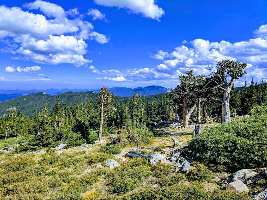 Mount Goliath Natural Area | Mt Evans Rd, Evergreen, CO 80439, USA