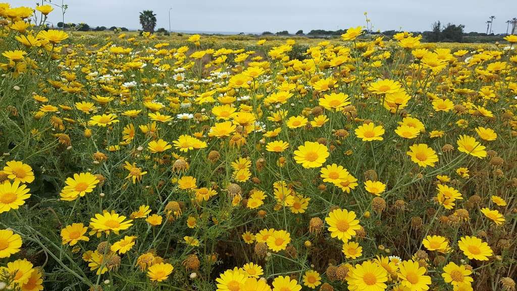 Batiquitos Lagoon North Bluff Trail Avenida Encinas Trailhead | Carlsbad, CA 92011, USA | Phone: (760) 434-2824