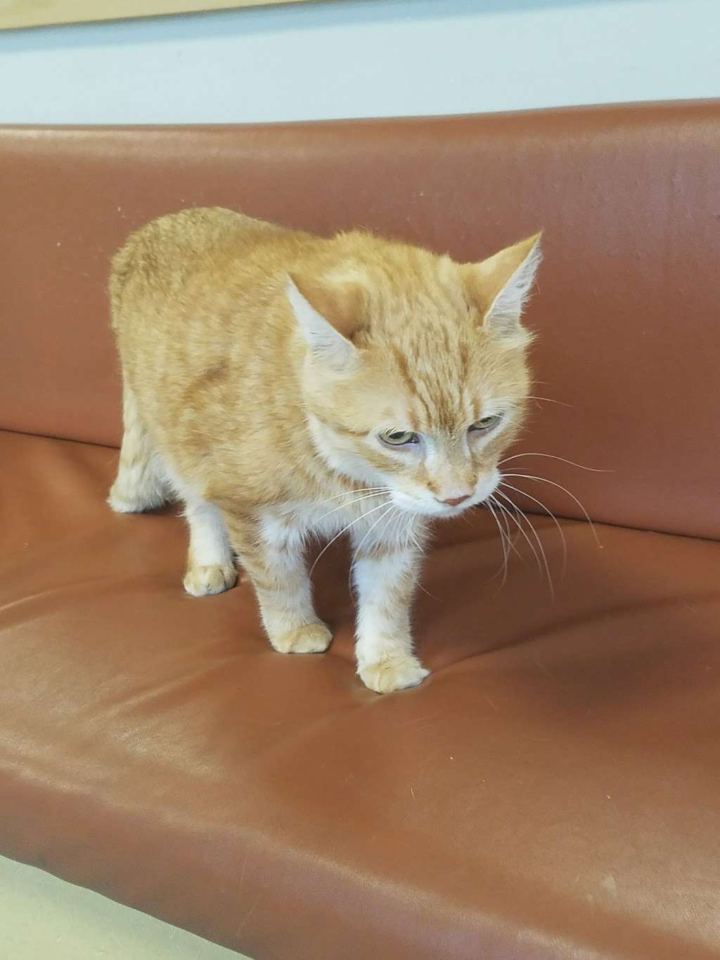 Plains Animal Hospital | 242 S River St #100, Plains, PA 18705, USA | Phone: (570) 829-4030