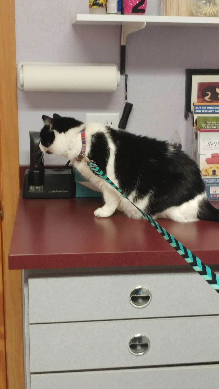 Beechwood Veterinary Clinic | 2911 Rapids Dr, Racine, WI 53404, USA | Phone: (262) 634-3130