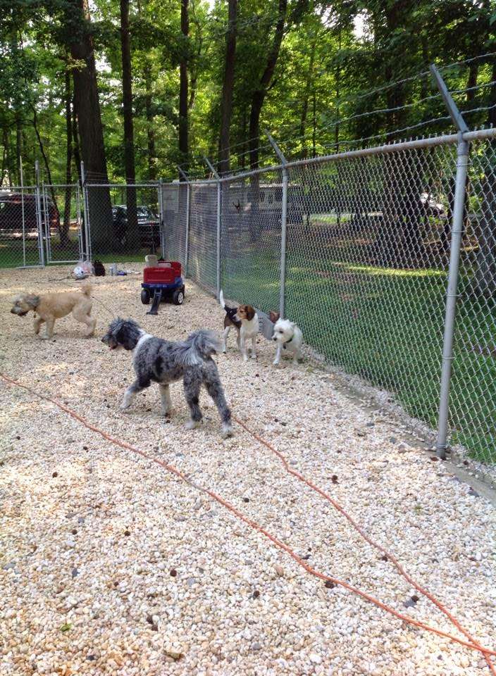 Kokas Kennels Dog- Otel & Cattery | 59 Oxmead Rd, Westampton, NJ 08060, USA | Phone: (609) 267-9029