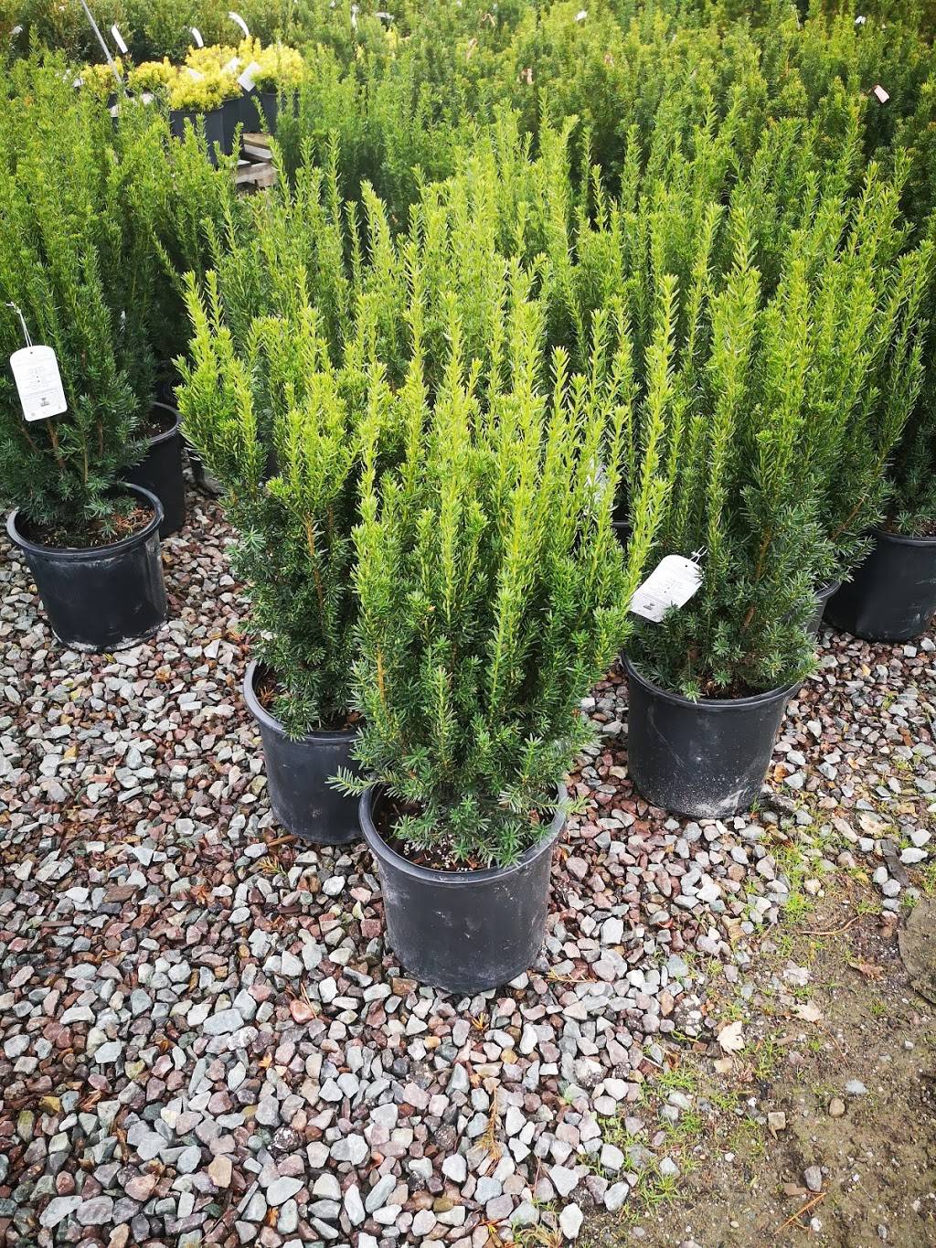 Maidstone Tree Farm & Garden Centre | 7010 ON-3, Maidstone, ON N0R 1K0, Canada | Phone: (519) 737-2999