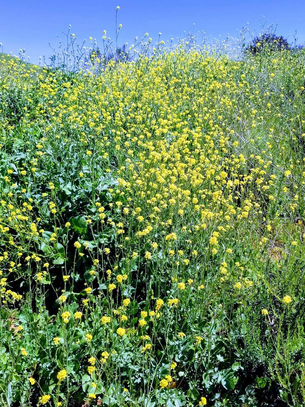 San Diego National Wildlife Refuge Interpretive Loop | 2806-2912 Millar Ranch Rd, Spring Valley, CA 91978 | Phone: (619) 468-9245